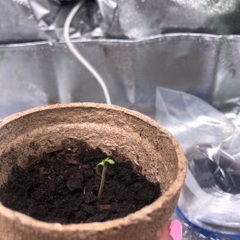 White Widow growlog photo: starting to sprout!!! yay