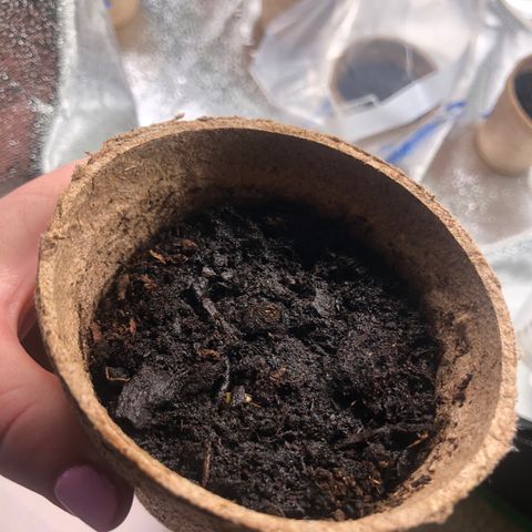 White Widow growlog photo: starting to sprout!!! yay