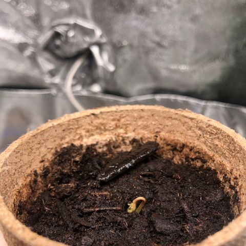 White Widow growlog timeline photo