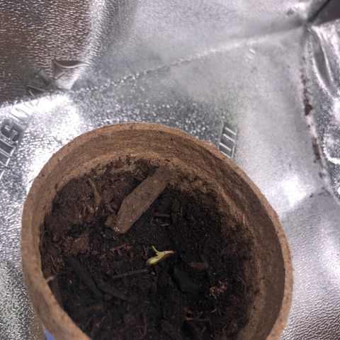 White Widow growlog timeline photo