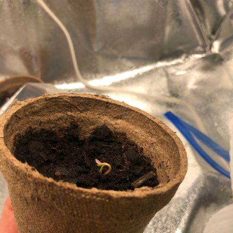 White Widow growlog timeline photo