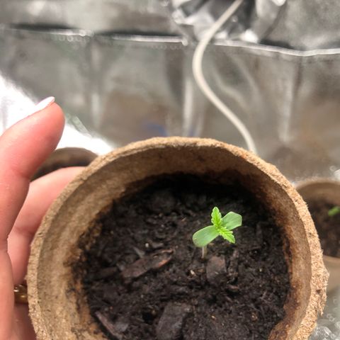White Widow growlog timeline photo