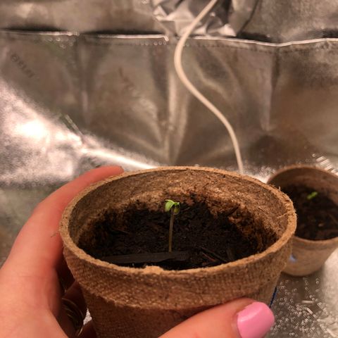 White Widow growlog timeline photo