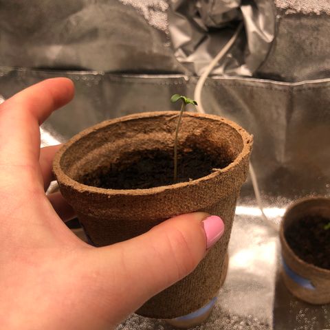 White Widow growlog timeline photo