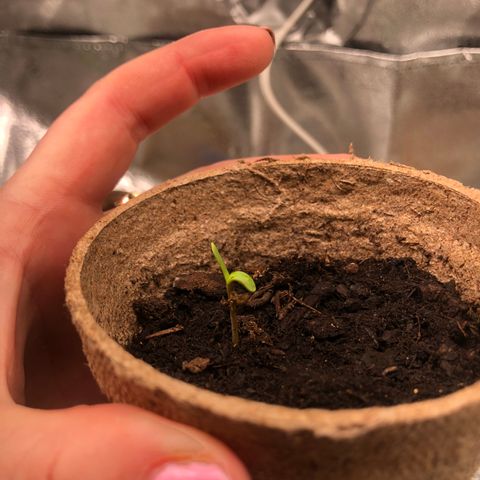 White Widow growlog timeline photo