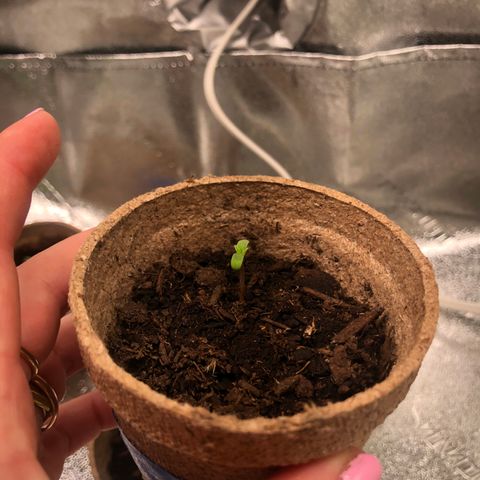 White Widow growlog timeline photo