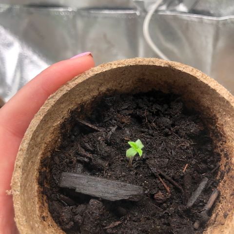 White Widow growlog timeline photo