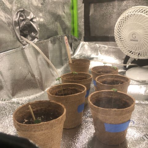 White Widow growlog timeline photo