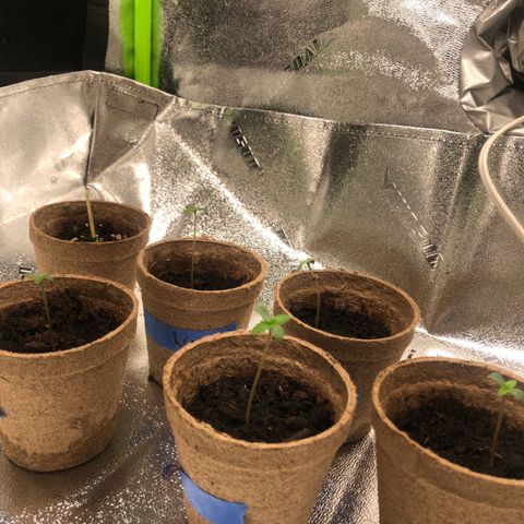 White Widow growlog timeline photo