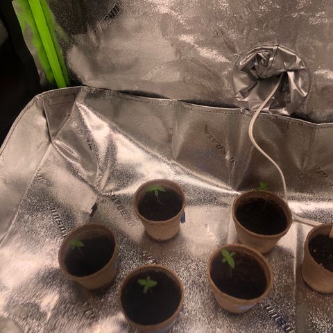White Widow growlog timeline photo