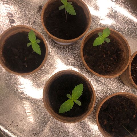 White Widow growlog timeline photo