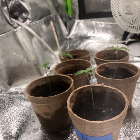 White Widow growlog timeline photo