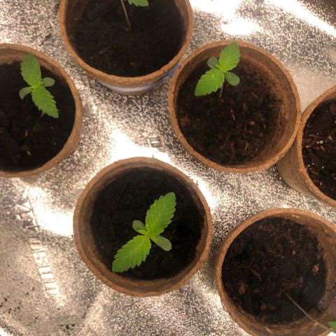 White Widow growlog timeline photo