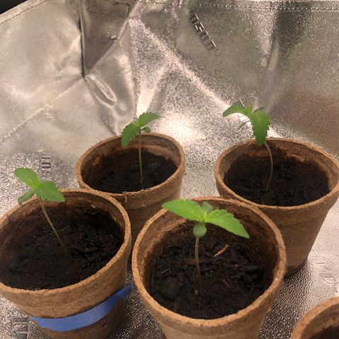 White Widow growlog timeline photo