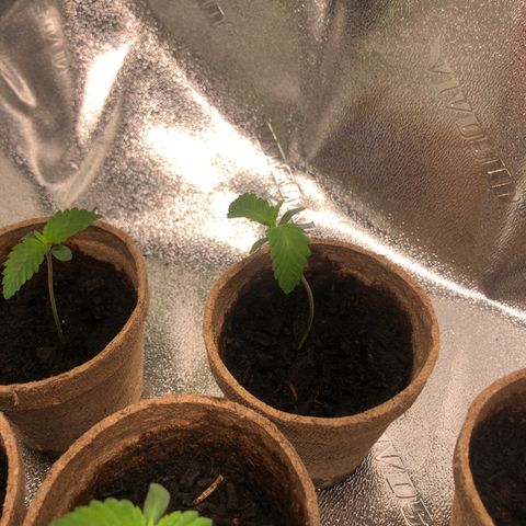 White Widow growlog timeline photo