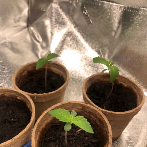 White Widow growlog timeline photo