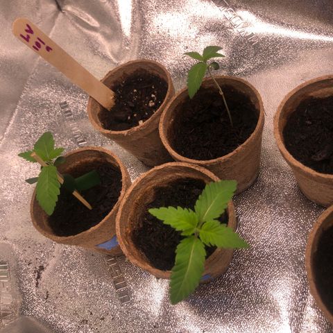 White Widow growlog timeline photo