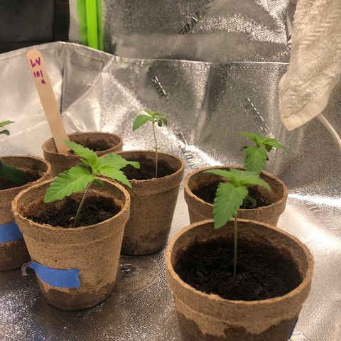White Widow growlog timeline photo