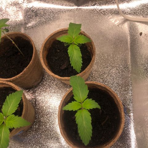 White Widow growlog timeline photo