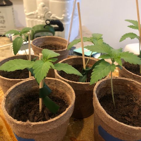 White Widow growlog timeline photo