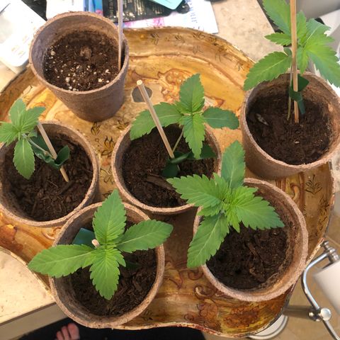 White Widow growlog timeline photo