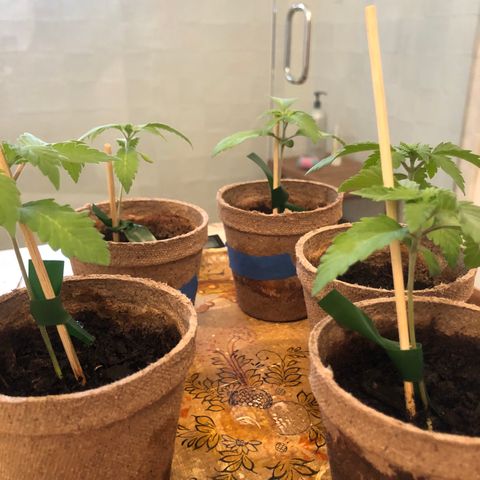 White Widow growlog timeline photo