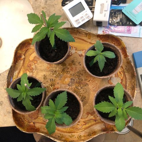 White Widow growlog timeline photo