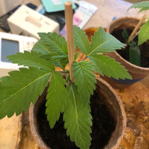 White Widow growlog timeline photo