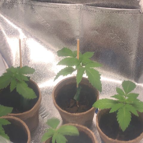 White Widow growlog photo: cute