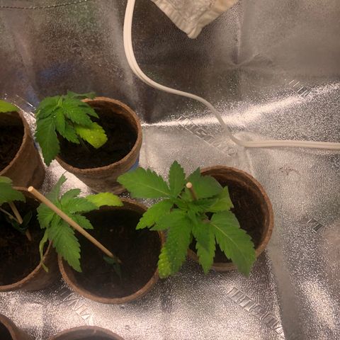 White Widow growlog photo: doing much better today. 2 looked a little dry during pm check so gave them more water. but optimistic! 