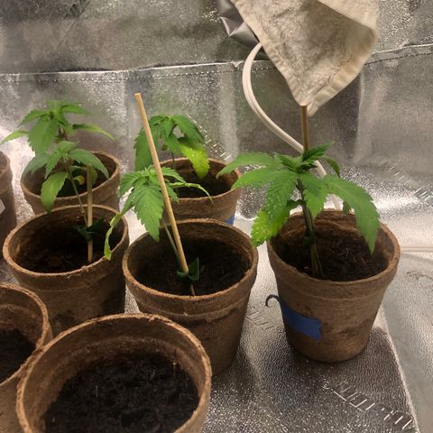 White Widow growlog photo: doing much better today. 2 looked a little dry during pm check so gave them more water. but optimistic! 