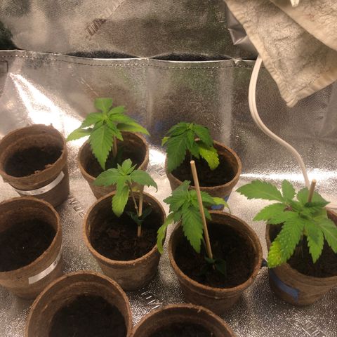 White Widow growlog photo: doing much better today. 2 looked a little dry during pm check so gave them more water. but optimistic! 