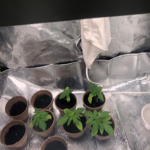 White Widow growlog photo: looking better... gonna transfer and feed tomorrow 