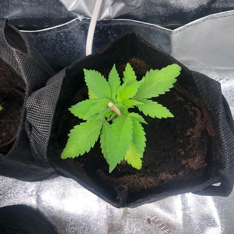 White Widow growlog timeline photo
