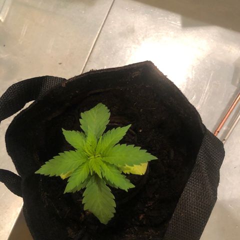 White Widow growlog timeline photo