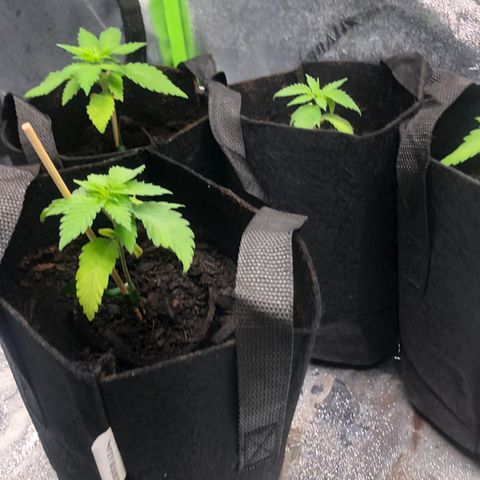 White Widow growlog timeline photo