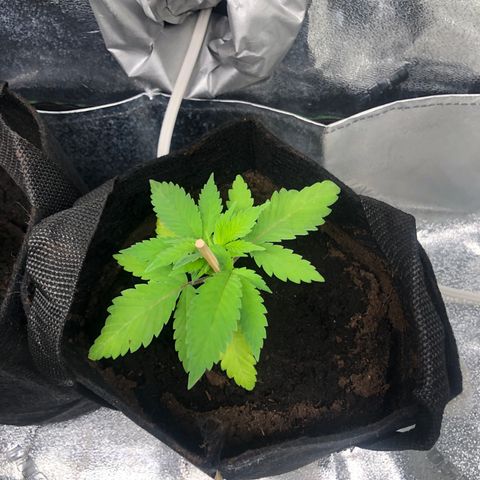 White Widow growlog timeline photo