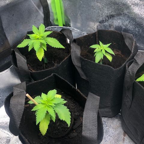 White Widow growlog timeline photo