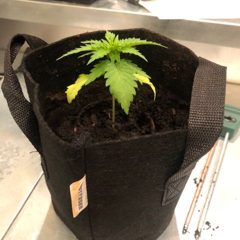 White Widow growlog timeline photo