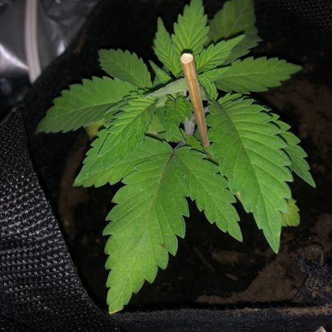 White Widow growlog timeline photo