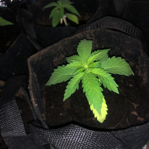 White Widow growlog timeline photo