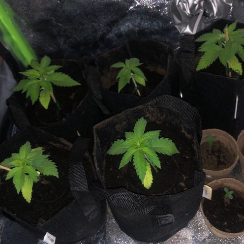 White Widow growlog timeline photo