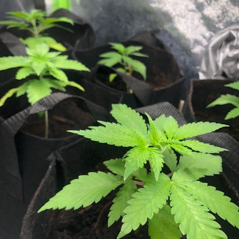 White Widow growlog timeline photo