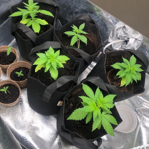 White Widow growlog timeline photo