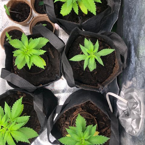 White Widow growlog timeline photo
