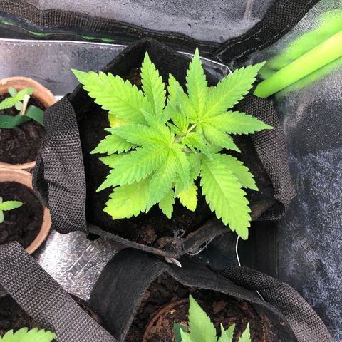 White Widow growlog timeline photo