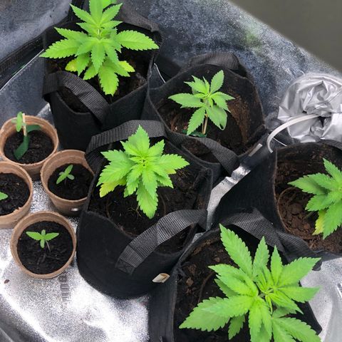 White Widow growlog timeline photo