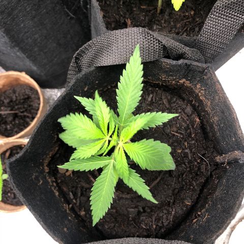 White Widow growlog timeline photo