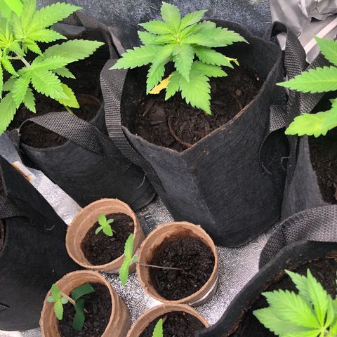White Widow growlog timeline photo