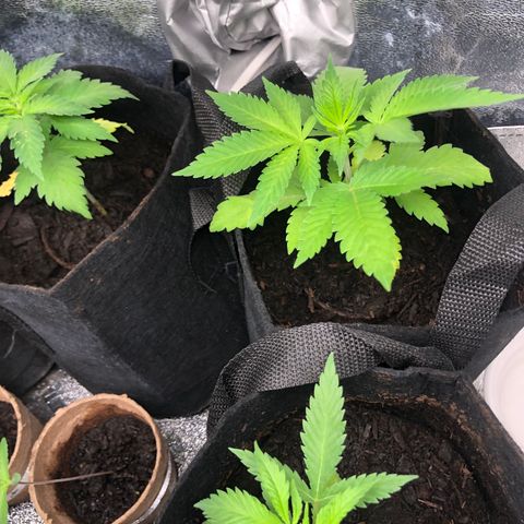 White Widow growlog timeline photo
